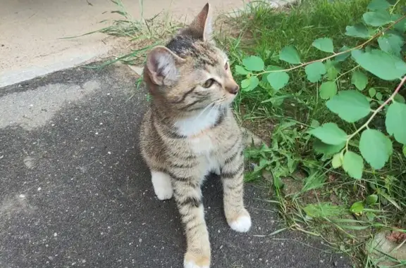 Кошка найдена: ул. Калинина, 24, Балашиха