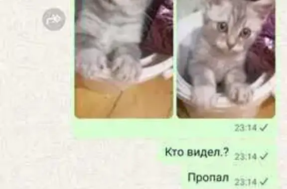 Пропала кошка на Воздвиженке, Москва