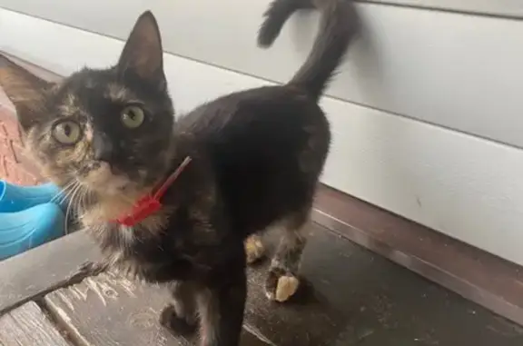 Кошка найдена: Озёрная ул., 7, Наговское