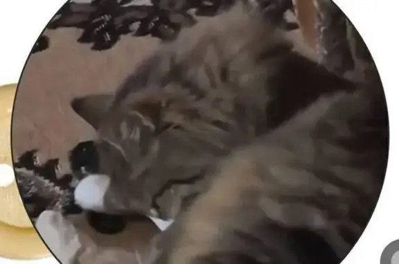 Пропала кошка, СОТ Рябинушка, Сургут