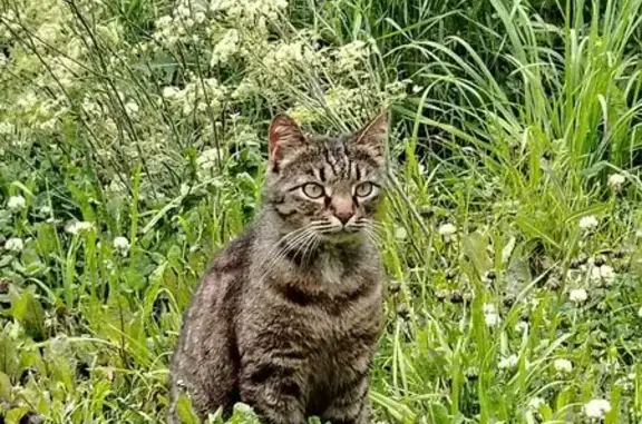 Найдена кошка, ул. Токарей, Екатеринбург
