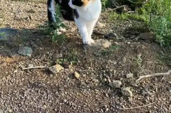 Найденные животные Нижний Тагил, фото: Трехшерстная кошка найдена на ул. Юрьевой