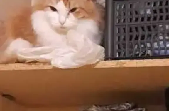 Кошки потеряшки, Павлодар, фото: Потеряшка кошка, ул. Чокина 100, Павлодар