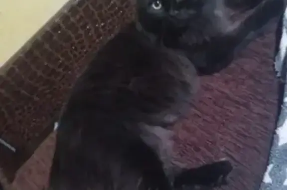 Кошки потеряшки, Уфа, фото: Потеряшка кот, Черниковская 17, Уфа