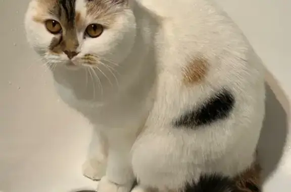 Кошки потеряшки, Мурманск, фото: Потеряшка кошка, ул. Свердлова, 8 к3