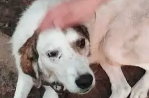 Собака найдена в Туле, площадь Ленина