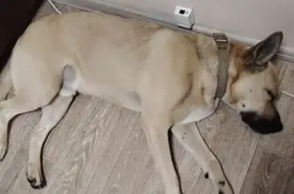 Собака найдена: ул. А. Невского, 16