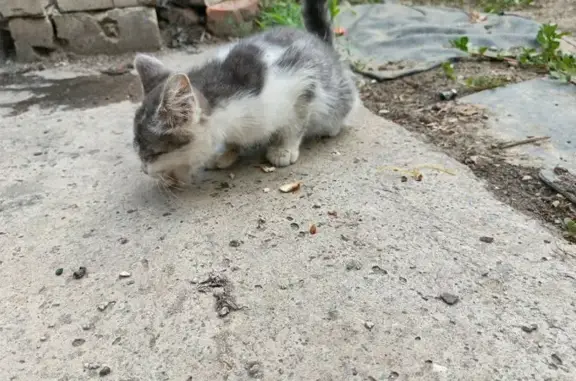 Найдена кошка, Волгоград, фото: Котёнок найден: Абганеровская, 120, Волгоград