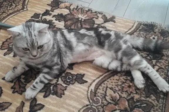 Кошки потеряшки, Кострома, фото: Потеряшка кошка, ул. Титова, 13, Кострома