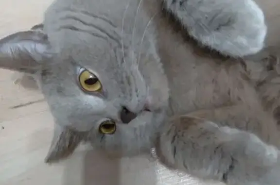 Кошки потеряшки, Громовское сельское поселение, фото: Потеряшка кошка у озера Суходольского, 41К-155