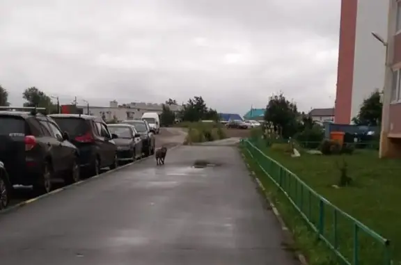 Собака найдена: пр. Славы, 28, Копейск