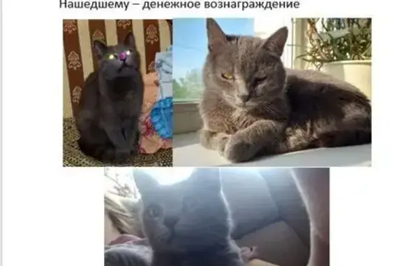 Пропала серая кошка, Вологда