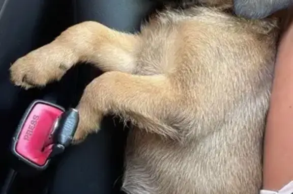 Собака найдена: 40 лет Победы, 97/1