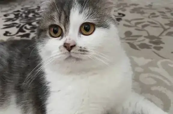 Пропала кошка на ул. Тургенева, Новозыбков