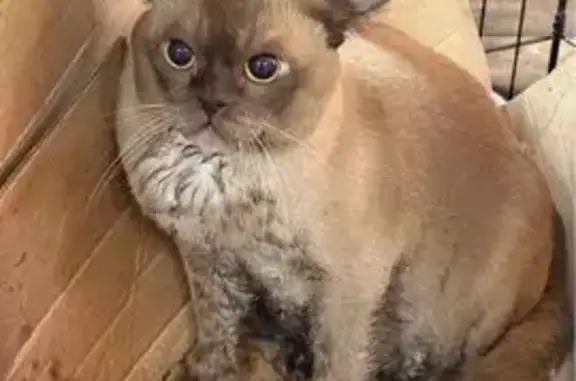 Кошка найдена, Инженерная ул., Псков