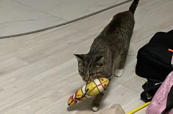 Кошки потеряшки, Киров, фото: Потеряшка кошка, ул. Михеева 20А, Киров