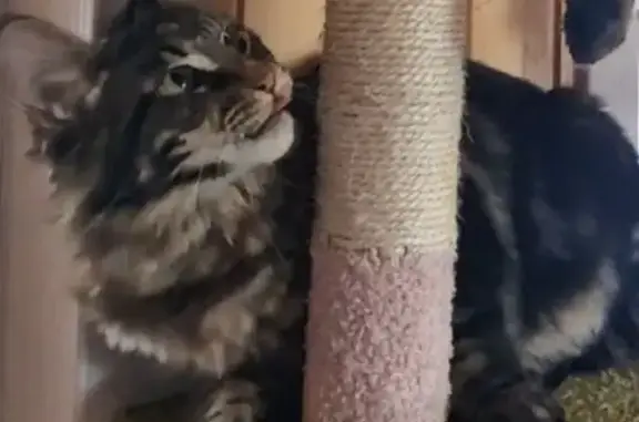 Пропала кошка, Прибрежная ул., Оленевка