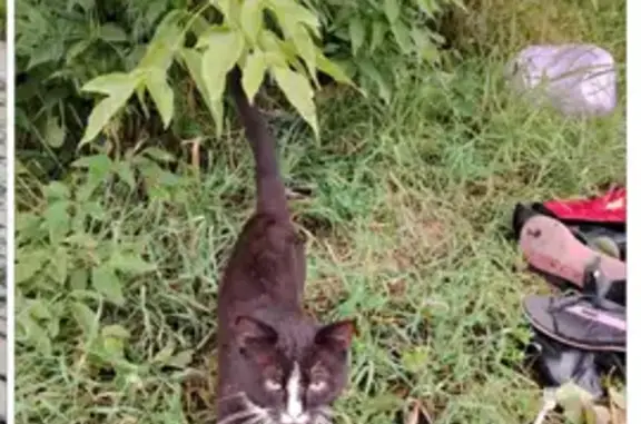 Кошка найдена на ул. Банникова, Екатеринбург