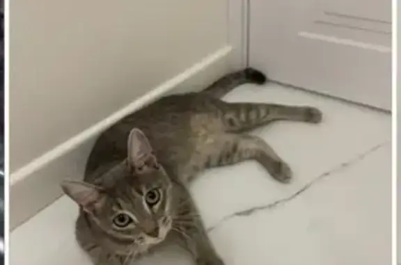 Кошка найдена на Комсомольской, 67