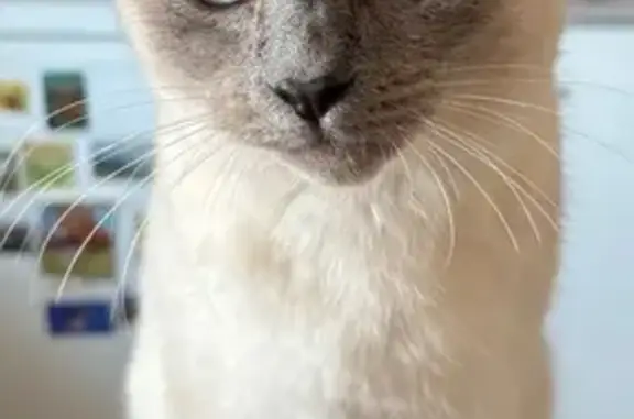 Кошки потеряшки, Калуга, фото: Потеряшка кошка, Заводской пер., 6, Калуга