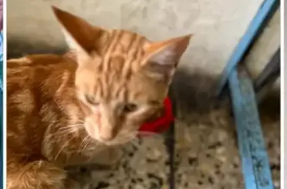 Найдена кошка, Артёмовский, фото: Кошка найдена: ул. Мира, 19, Артёмовский