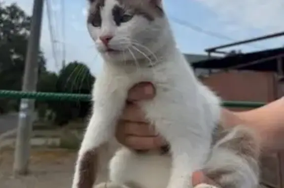Кошка найдена, ул. Котовского 64, Краснодар