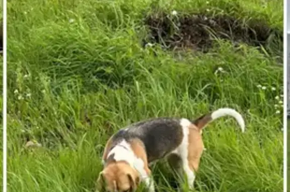 Найдена собака, Челябинск, фото: Собака у стройки, пр. Ленина, Челябинск