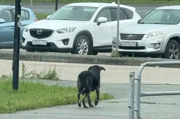 Найдена собака, Челябинск, фото: Найдена собака, ул. Труда 203, Челябинск