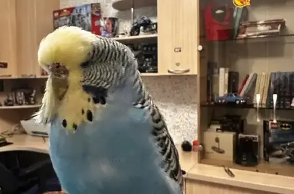 Птица найдена: Интернациональная ул., СПб