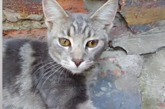 Найдена кошка, Ростов-на-Дону, фото: Кошка найдена: Почтовый пер., 4, Ростов-на-Дону