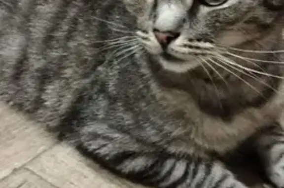 Кошка найдена на Йывана Кырли, 17Б