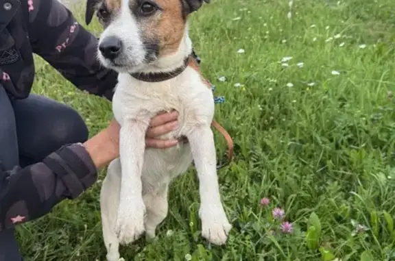 Найдена собака, Таватуй, фото: Найден джек-рассел, ул. Чапаева 9, Таватуй