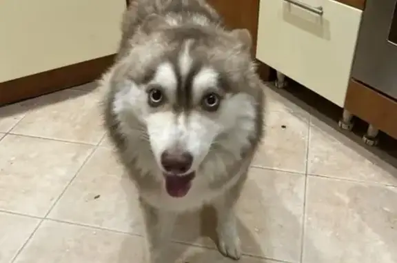 Найдена собака, Санкт-Петербург, фото: Найдена собака на Хрустицкого, 66, СПб