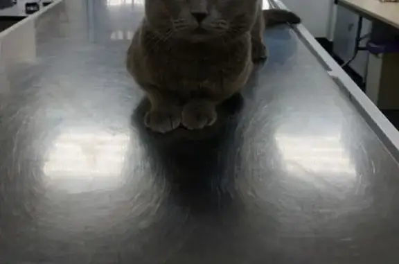 Пропал кот Мартин, МО, 6 лет, вислоухий