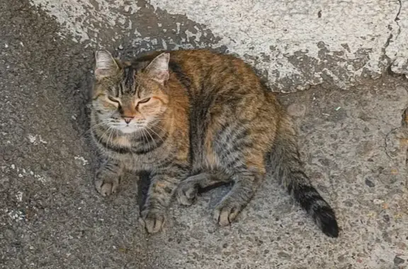 Пропала кошка, ул. Некрасова, 59, Томск