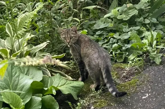 Кошка найдена! Коровинское шоссе, 20к2