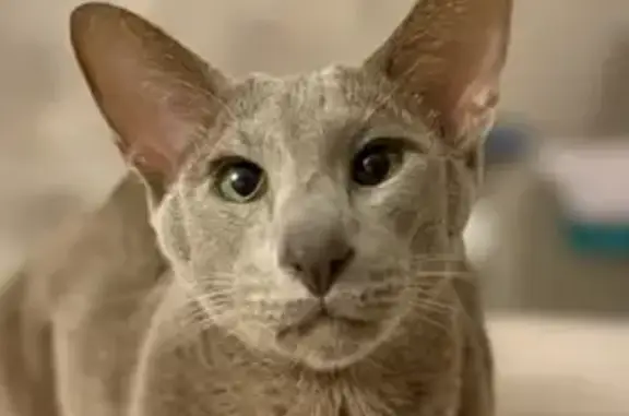 Кошки потеряшки, Казань, фото: Потеряшка ориентальная кошка, Дивный пер., 3