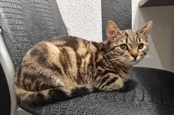 Найдена кошка, Каменск-Уральский, фото: Кошка найдена на Каменской, 101, Каменск