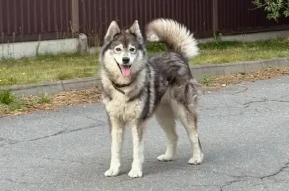 Найдена собака, Ленинское, фото: Собака найдена: Бобровая ул., Ленинское