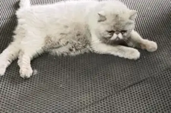Кошка найдена, пр. Победы 128А, Липецк