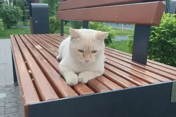 Найден рыже-белый котик, ул. Мира, 64 к2