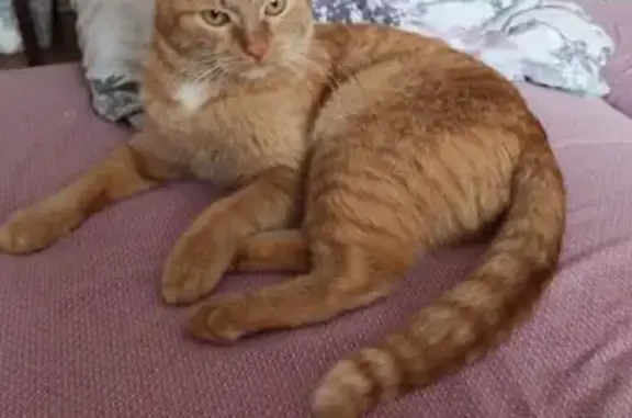 Пропала кошка, Ульяновский пр., 8