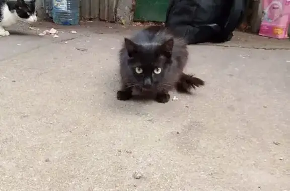 Найдена кошка, Москва, фото: Кошка найдена: Черкизово—Электрозавод, Москва