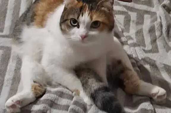 Кошки потеряшки, Тимашевск, фото: Потеряшка кошка, Тимашёвск, Рабочая 41