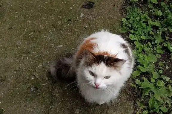 Кошка найдена у подъезда, Степная 1а