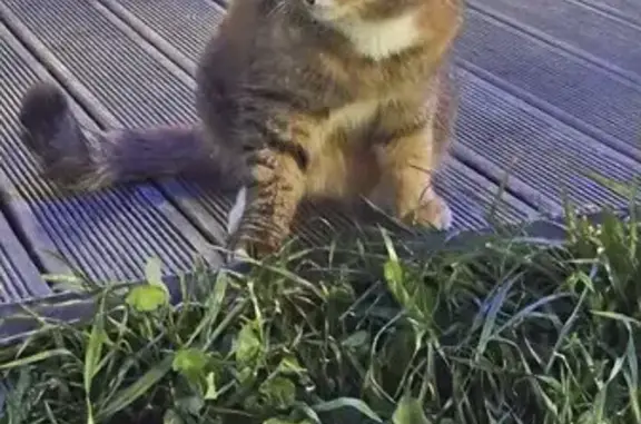 Найдена кошка, Киров, фото: Кошка найдена: ул. Капитана Дорофеева, Киров