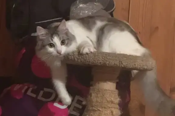 Кошки потеряшки, Звенигород, фото: Потеряшка кошка, Луговой пер., 2, Звенигород