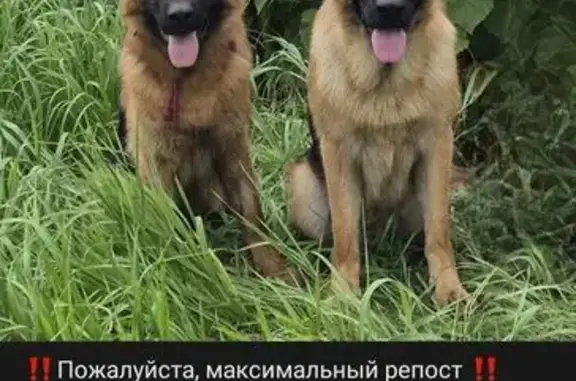 Пропала собака, ул. Танеева 2, Волгоград