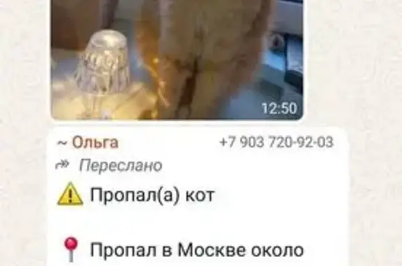 Кошки потеряшки, Москва, фото: Потеряшка кошка, Донецкая ул., 9, Москва