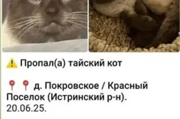 Пропала тайская кошка, МО 46К-9061